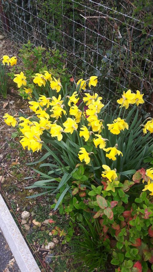 Kilcogy Nellies Cottage B&B מראה חיצוני תמונה